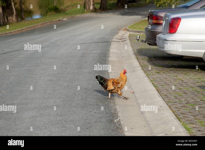 Chicken road - Descubre la Emoción de Jugar Chicken Road en las Salas de España
